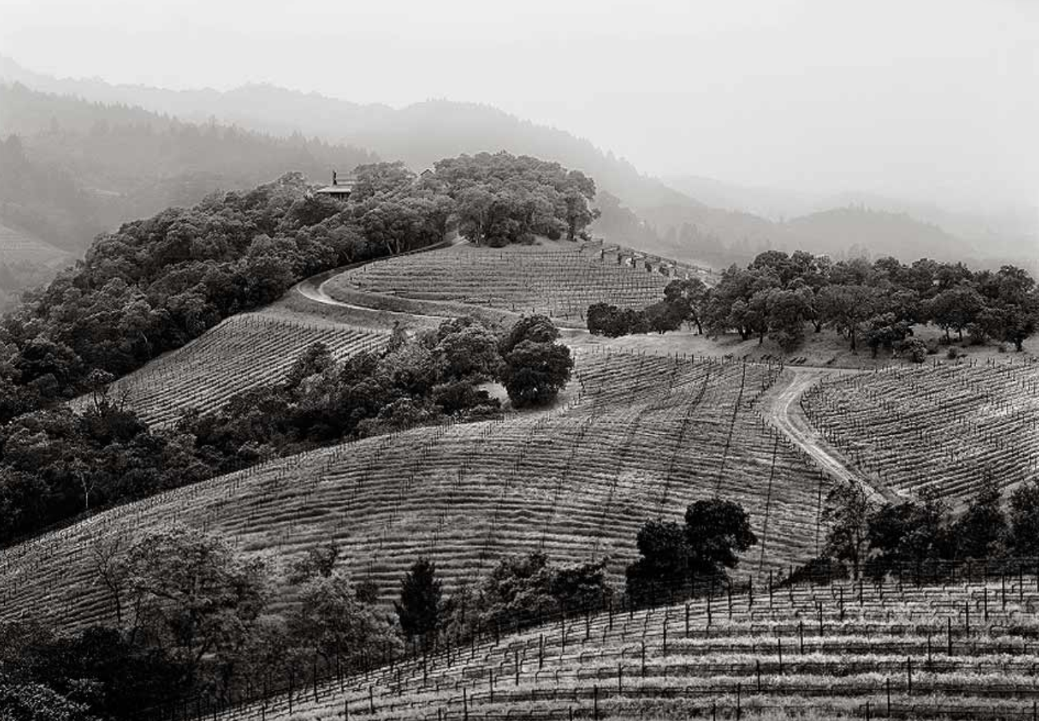 The Next Wine Dynasty - Rebecca Gibb - Master of Wine